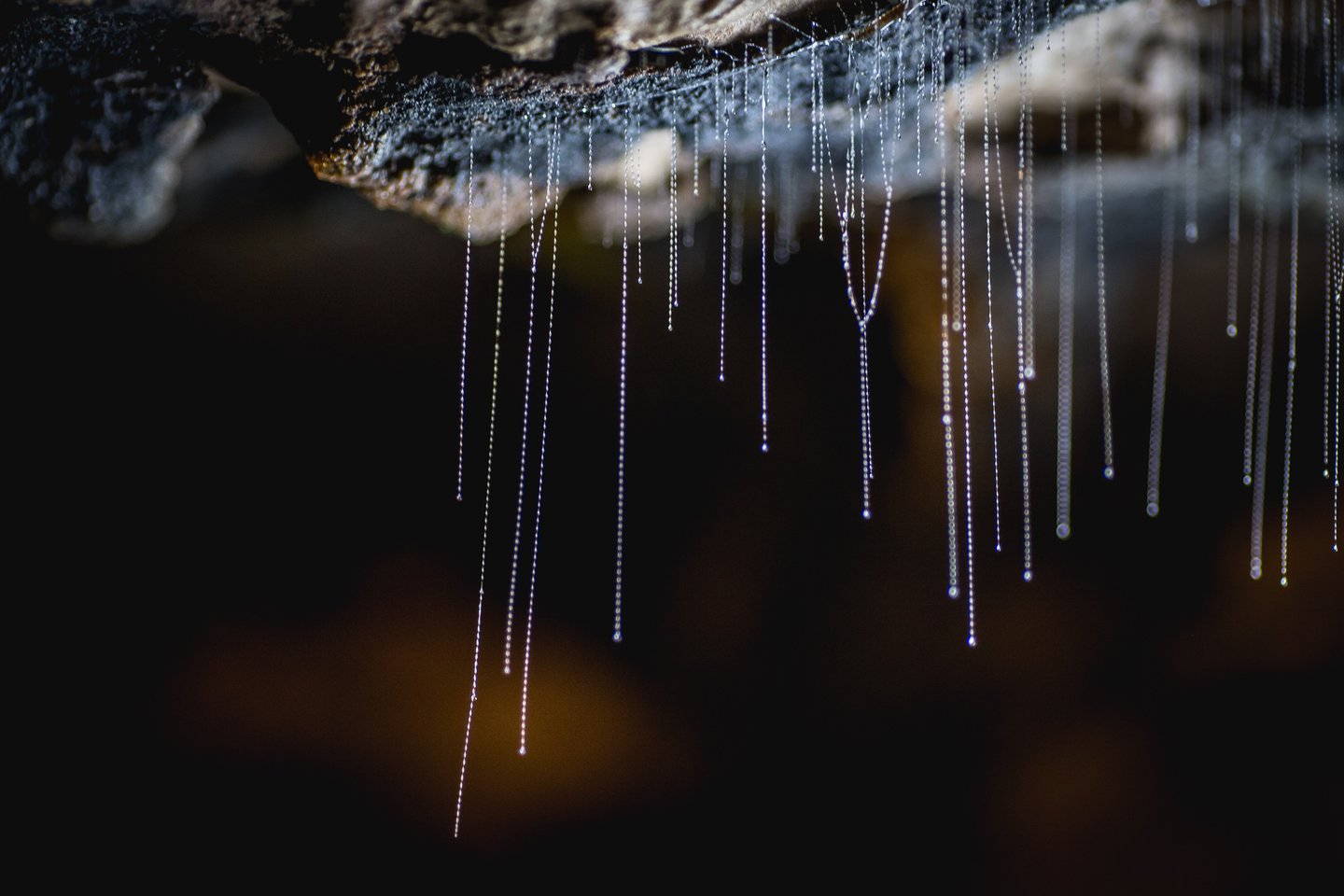 te anau glow worm cave 1